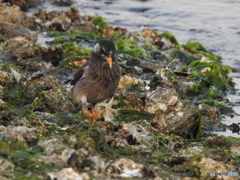 幸せは歩いてこないだから歩いてゆくんだよ