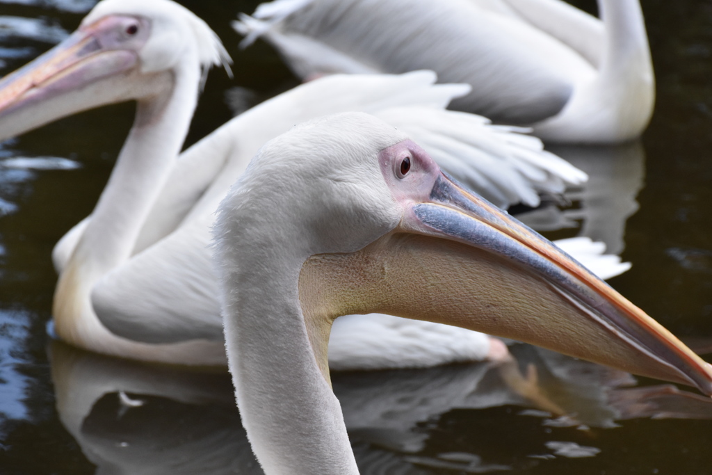 良い顔してます