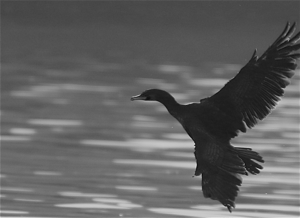 走れ　走れ　ウミウ新幹線よりも早く　（笑）