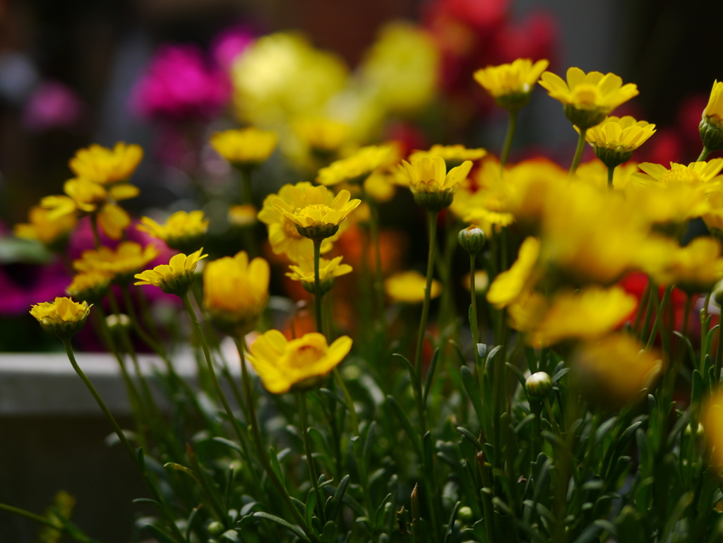 ５月の花