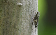 やっと見つけた