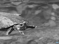 カメさんがんばれぇ〜