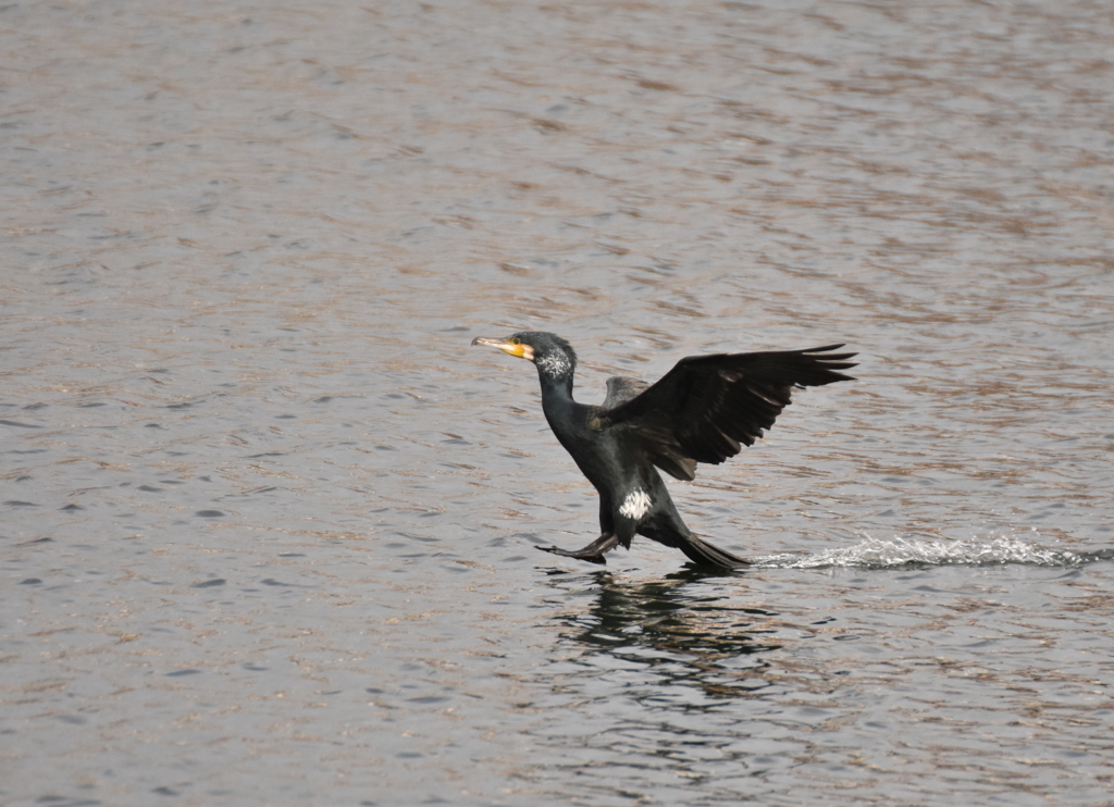 サーフィン練習中