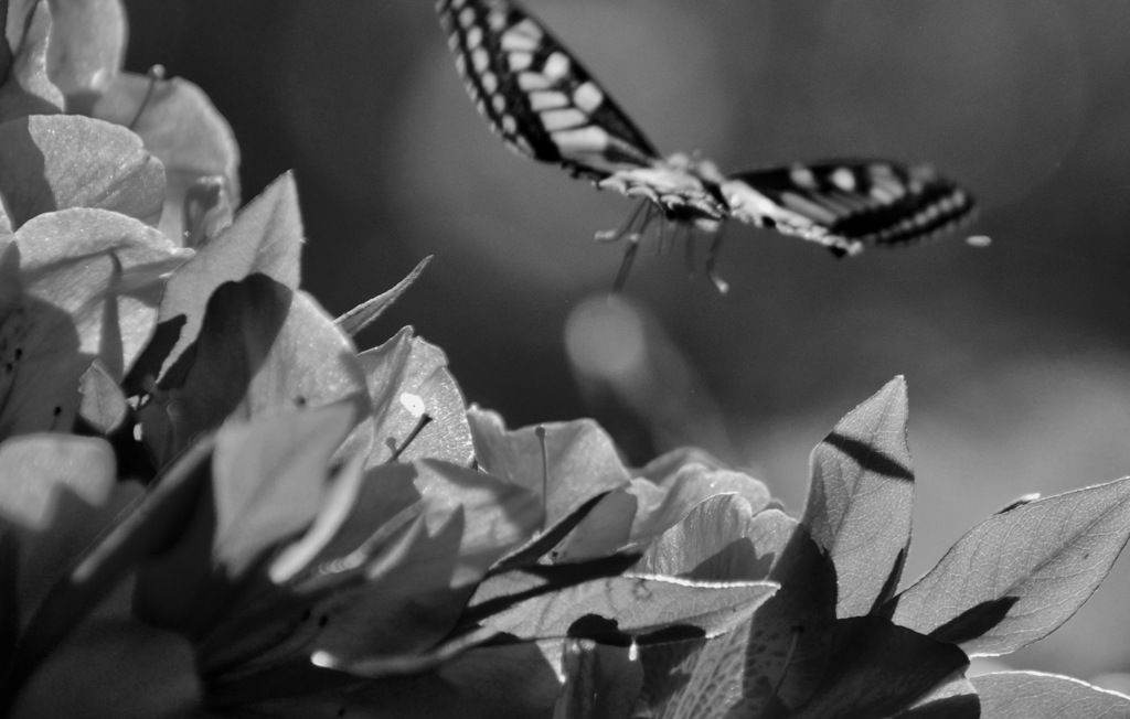 ４月２９日の散歩