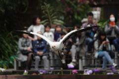 動物王国５