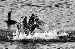 ジャバ　ジャバ２