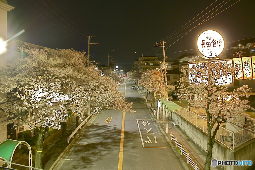 さくら　夜桜