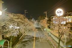 さくら　夜桜