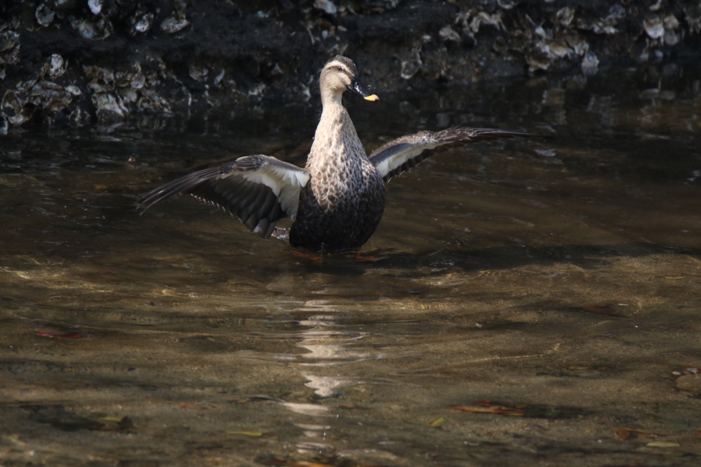 カモ 審判 セーフ