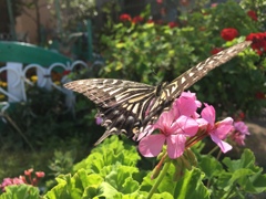 そのまま そのまま