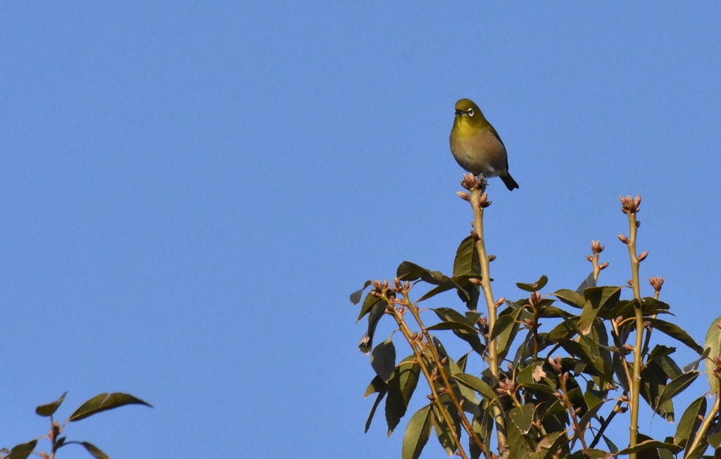 朝の撮影練習２