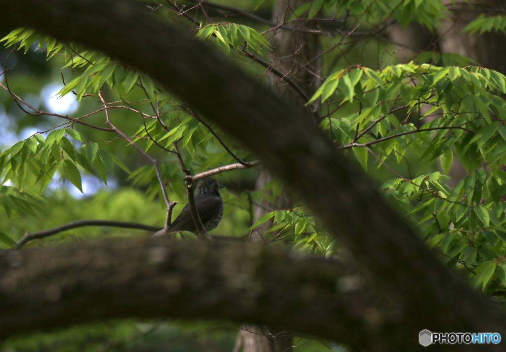 ヒヨドリさんの休日