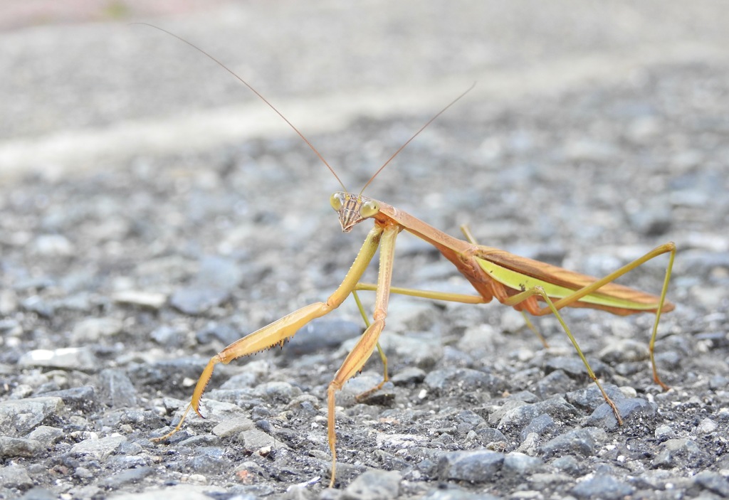 おぉ〜い道教えてやぁ〜