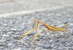 おぉ〜い道教えてやぁ〜