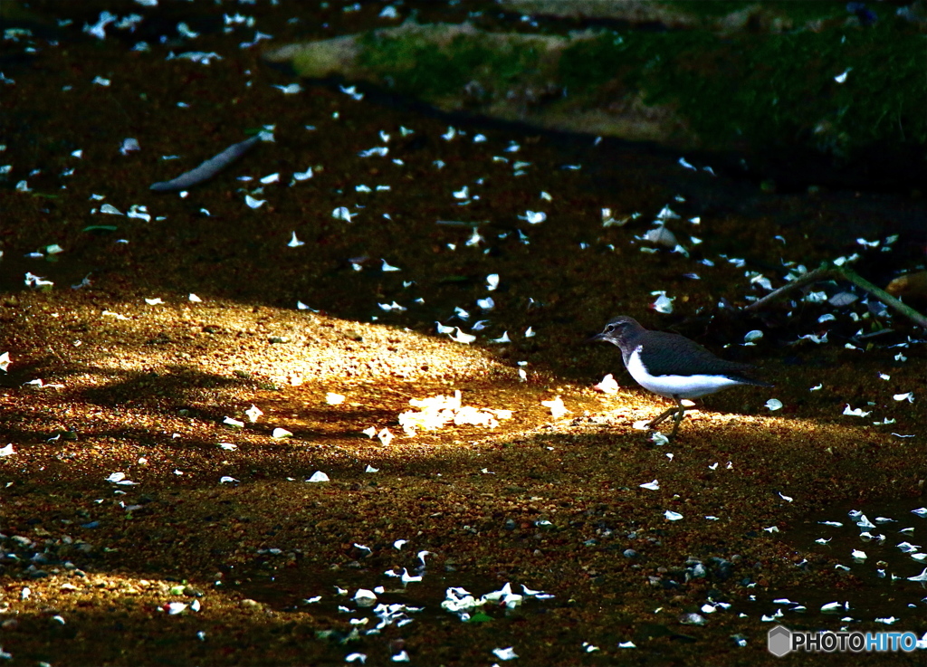 夢芝居を歌います