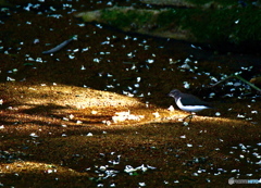 夢芝居を歌います