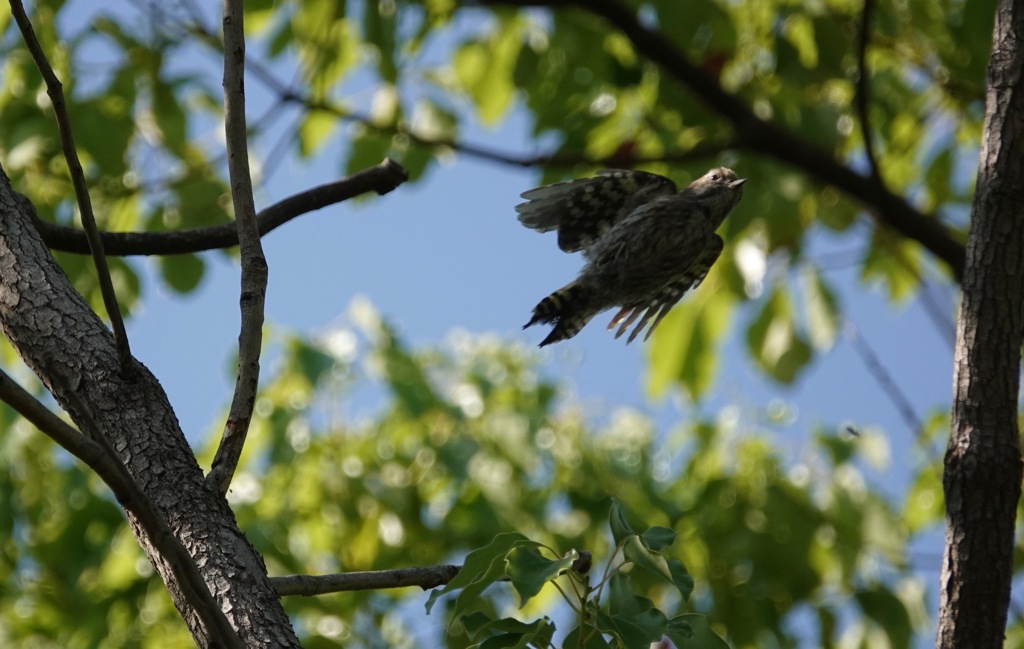 何時もの公園　５