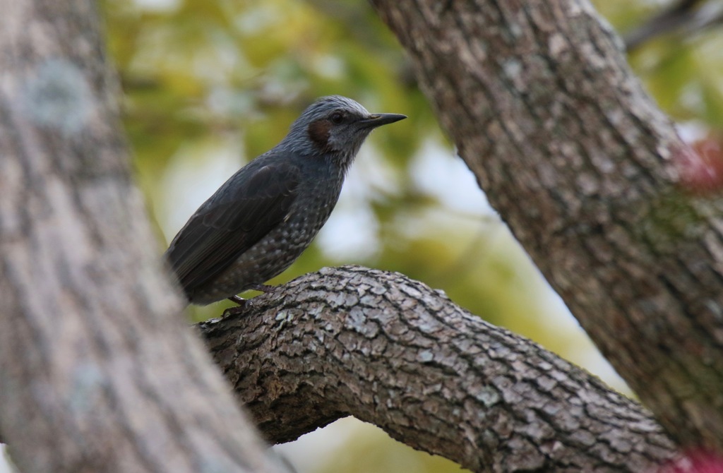 ２０１７年１２月３１日