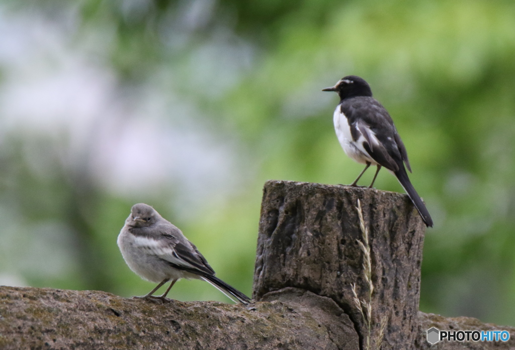 こっち向いて〜はい　チーズ