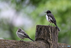 こっち向いて〜はい　チーズ
