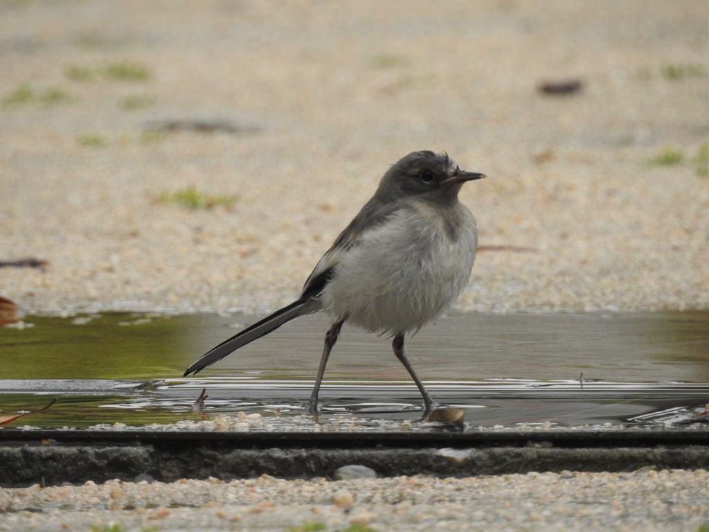 そのままそのまま