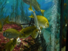 水族園２