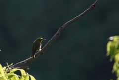 何時もの公園　２