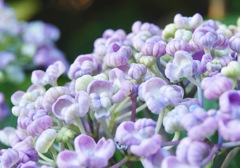 おしゃべり大好き