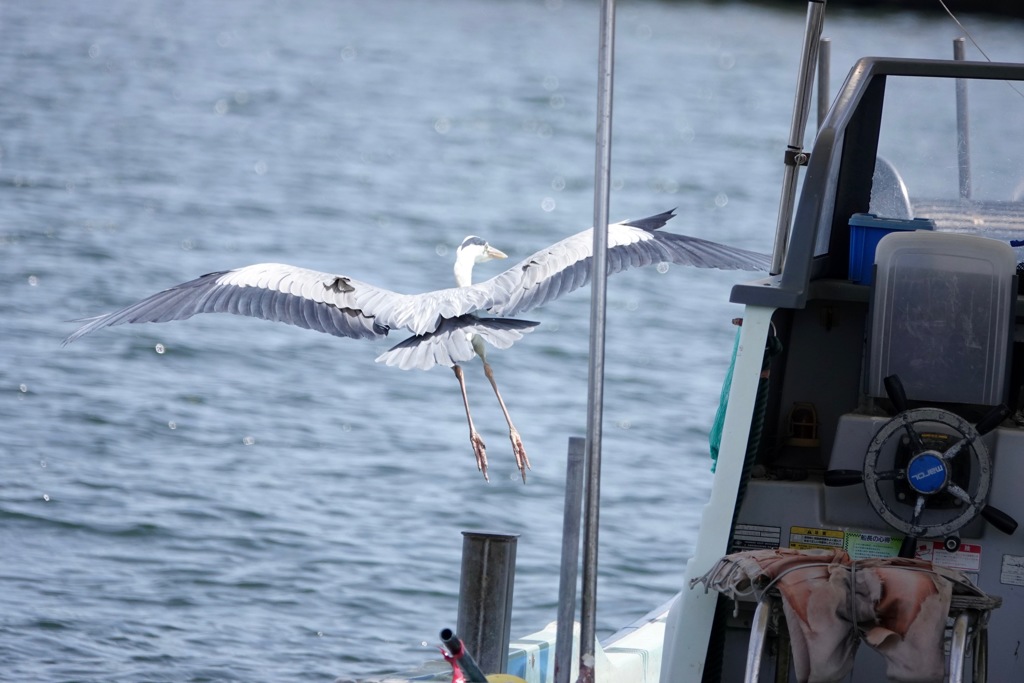 やって来ました漁港へ３