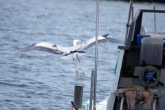 やって来ました漁港へ３
