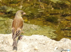 もしもしカワラヒワさんでしょうか？