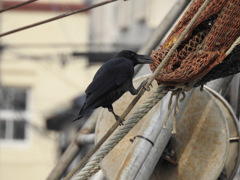 カラスなぜ泣くの