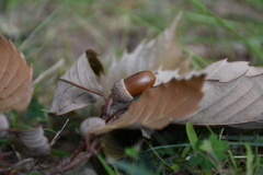 どんぐりコロコロ