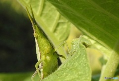 おはようございます