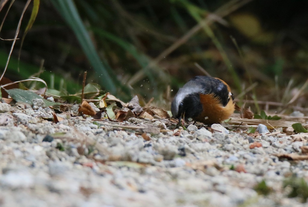 ストレス解消してます