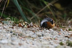 ストレス解消してます