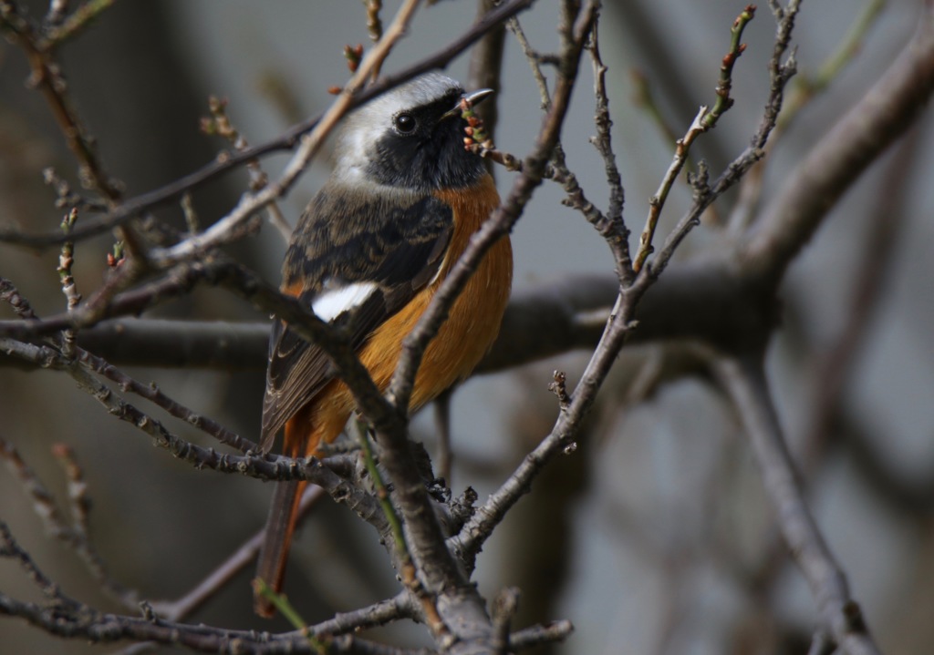 お腹が中年太りです
