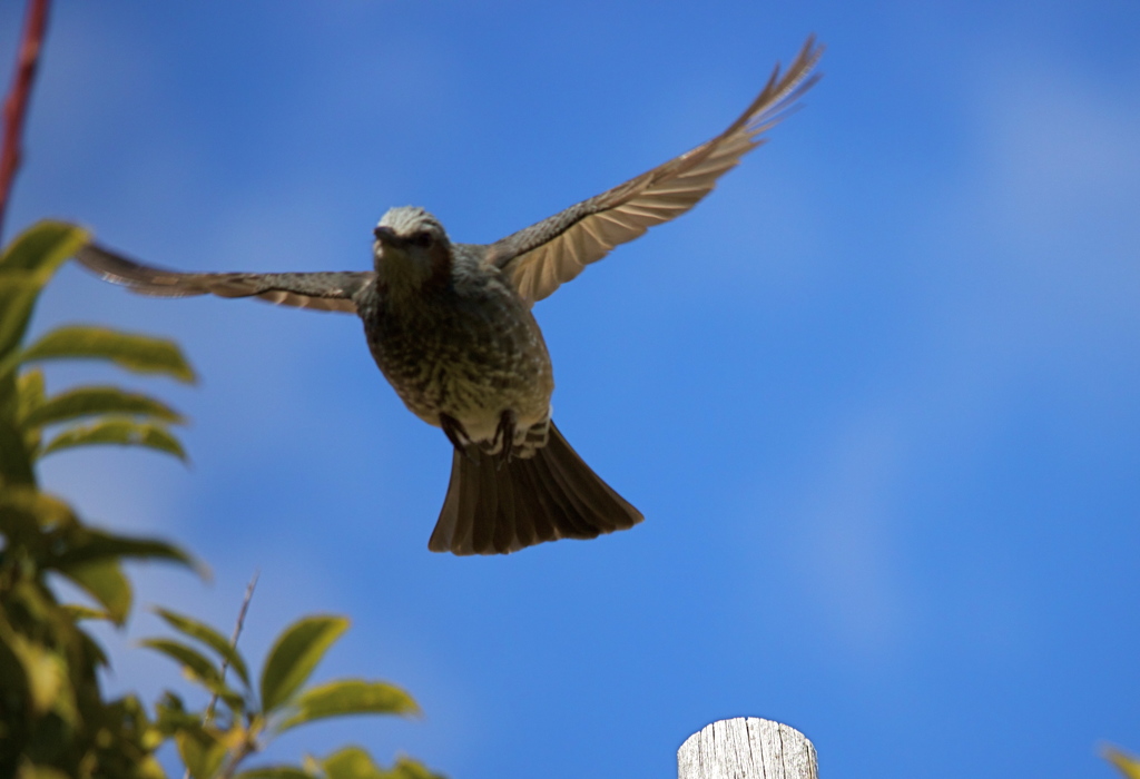 晴天気持ちがいいです
