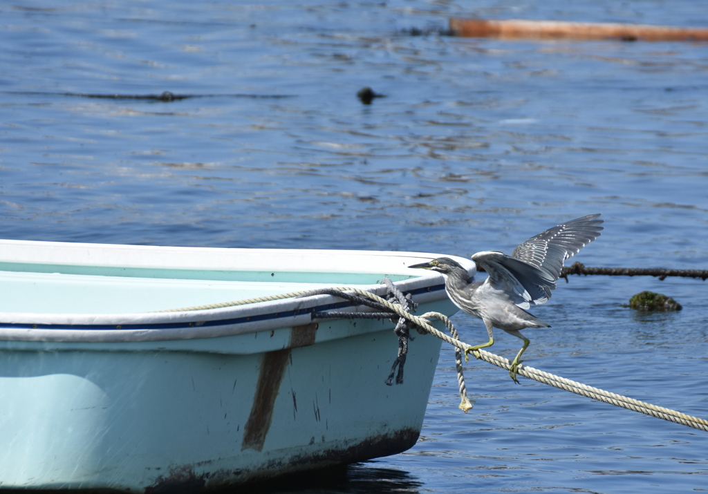 お子様の綱渡り