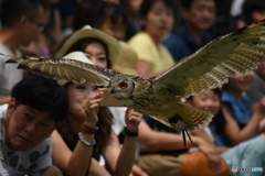 ゆっくり飛んで