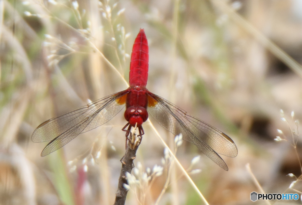 とんぼの逆立ち