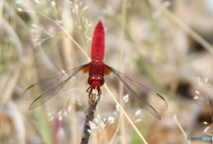 とんぼの逆立ち