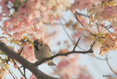 すずめ