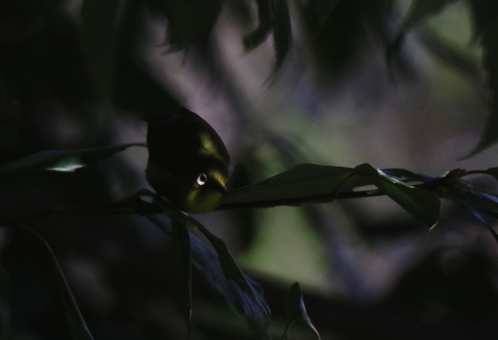 暗闇のメジロ