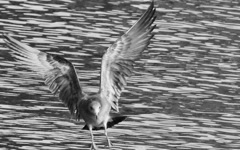 待っていてくれ花子