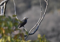 朝の撮影練習４