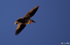 気持ちがいいです