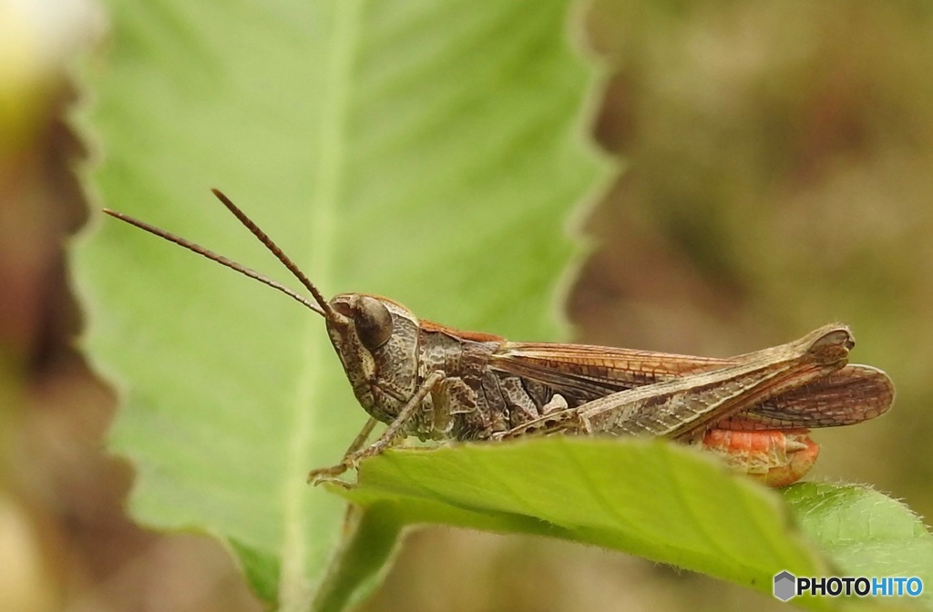 怖くて飛べない　