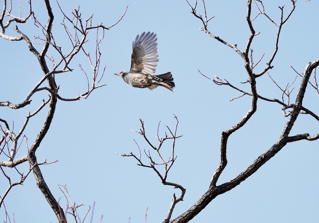 ヒヨドリさんサンキュー