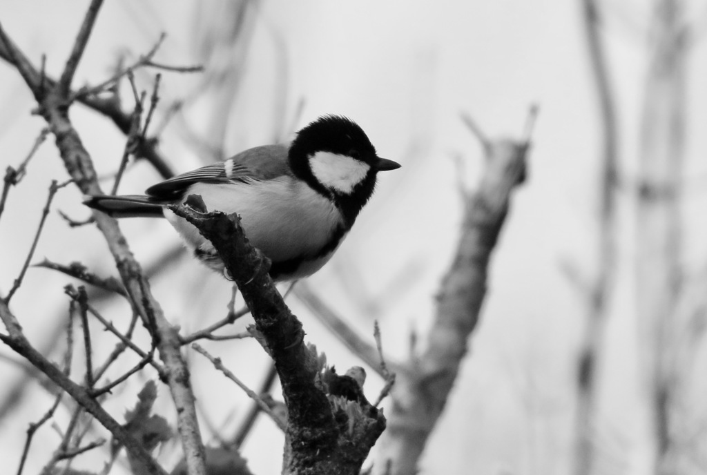 あの頃は若かった